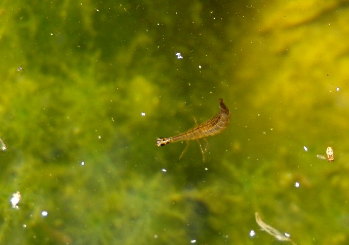 Larva di ditiscide da determinare: Acilius sulcatus
